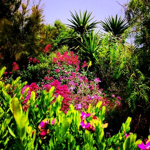 Nature palm trees flowers photo