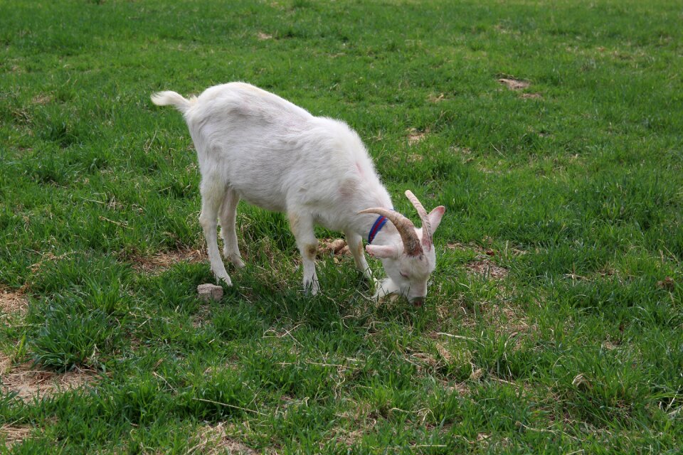 Animal nature farm