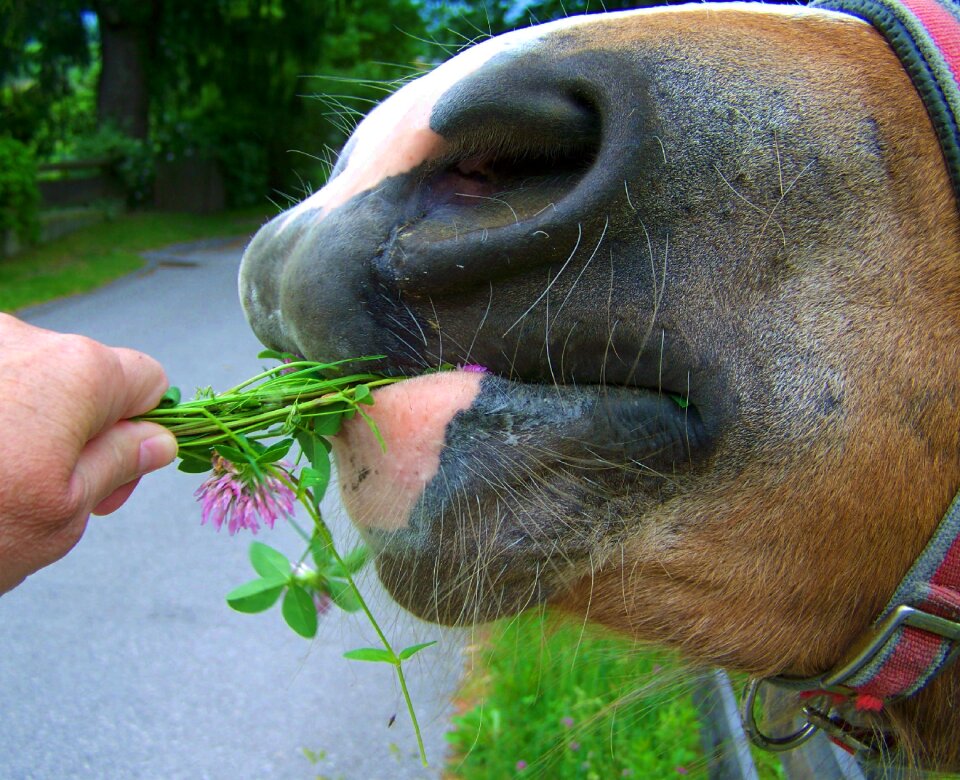 Horse jaw horse feed animal
