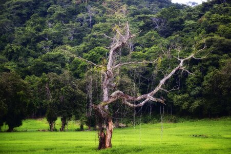 Environment land forest