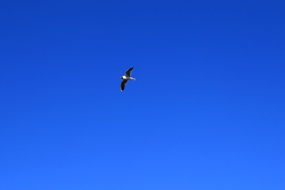 Sky wing flight