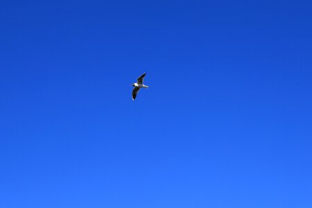 Sky wing flight