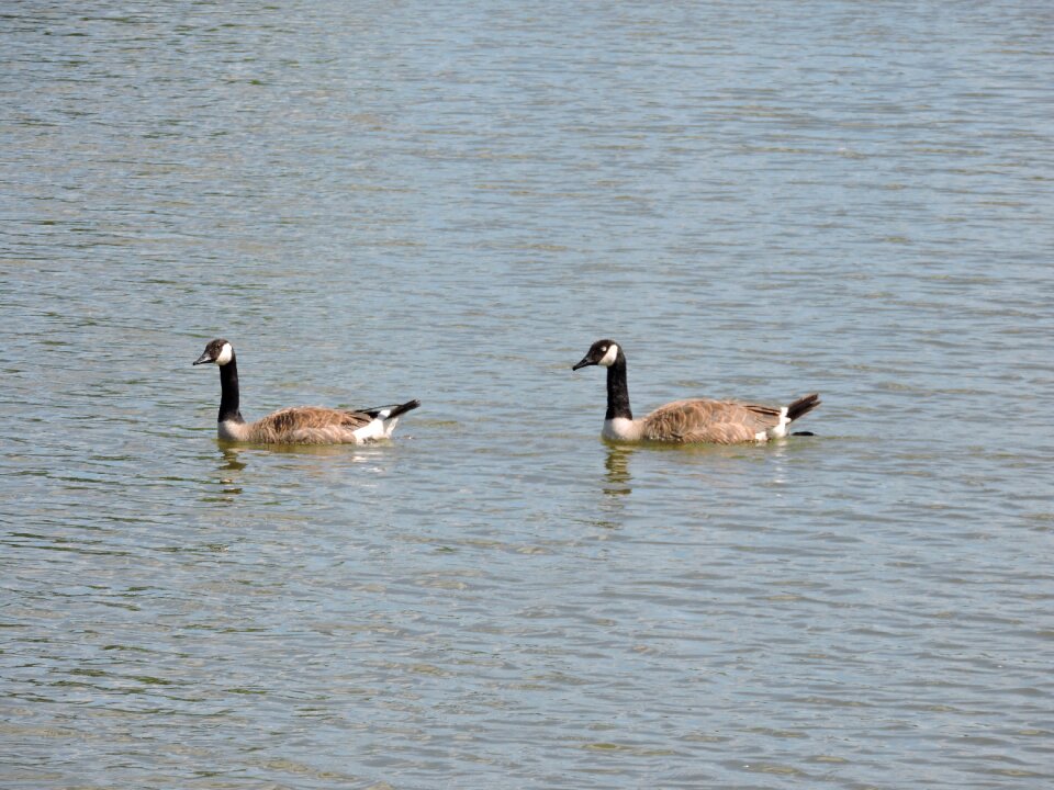 Wildlife animal lake