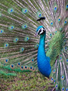 Exotic plumage photo