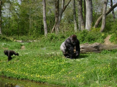 Gorilla monkey fauna