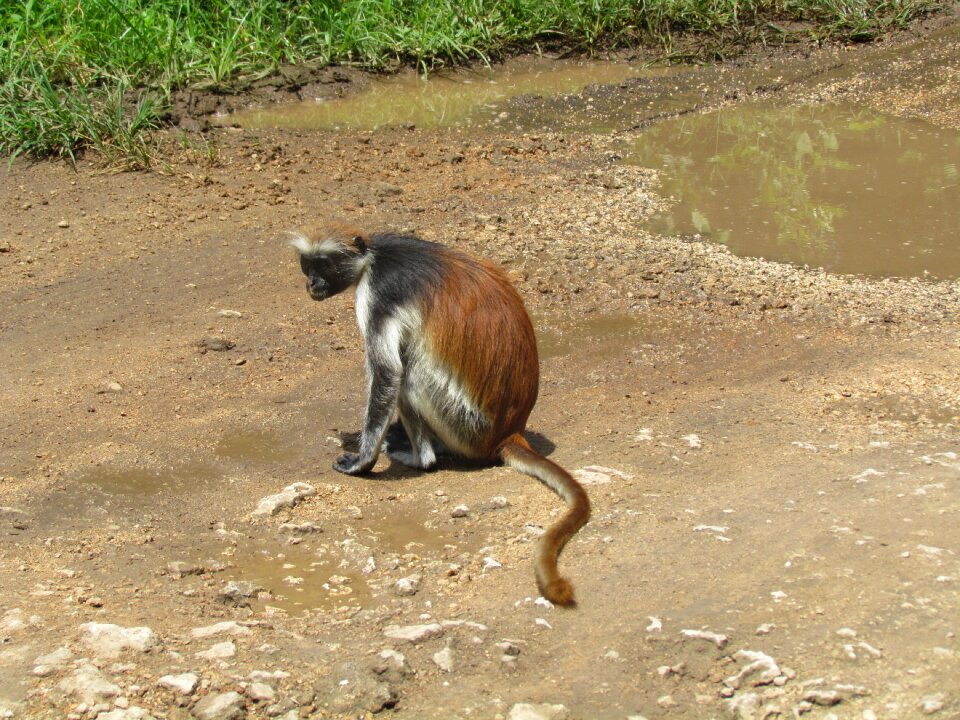 Monkey africa nature