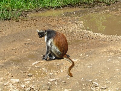 Monkey africa nature photo