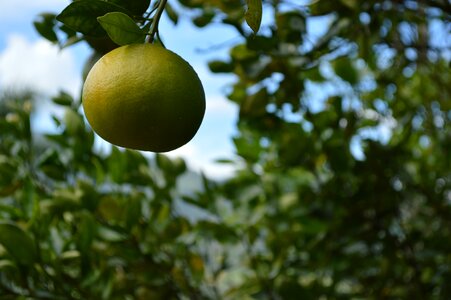 Tree nature fruit