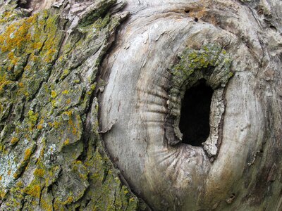 Bark natural trunk