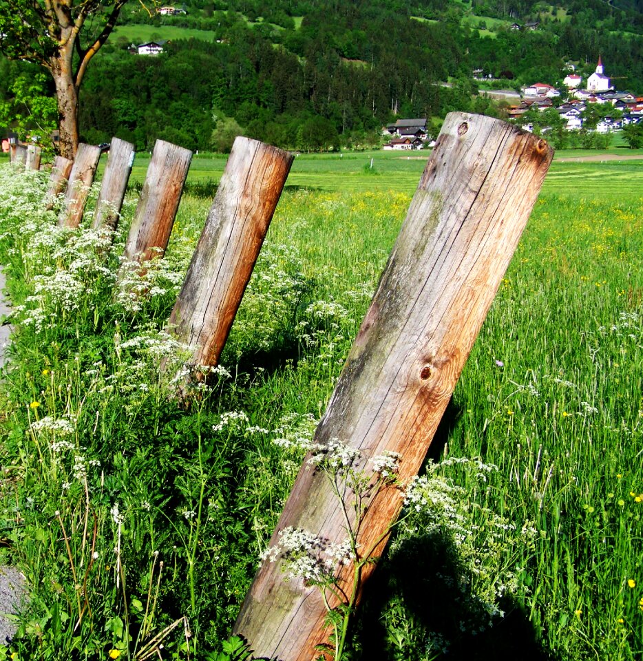Poles green meadow white wild flowers