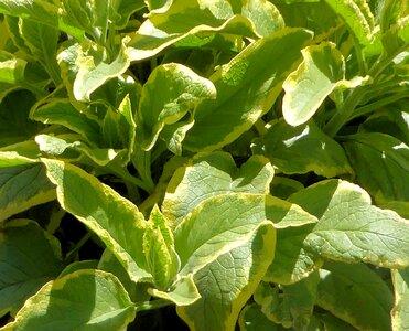 Ground cover garden nature