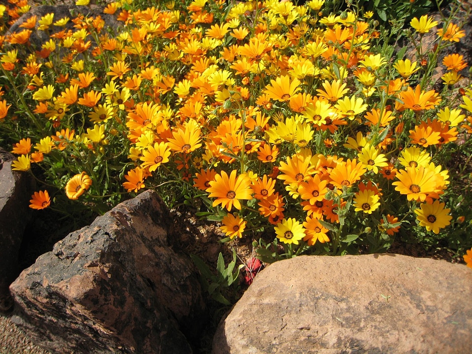 Marigold yellow golden