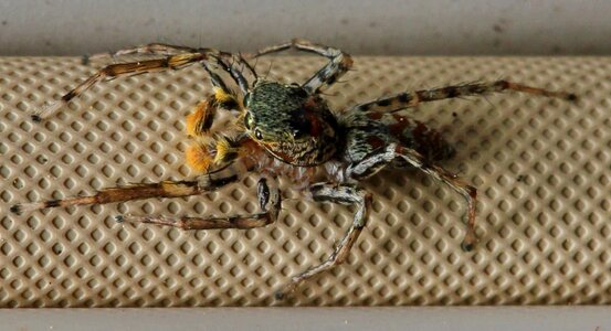 Arachnid predator eye