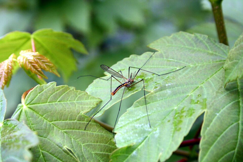 Mosquito gelsenkirchen males nature