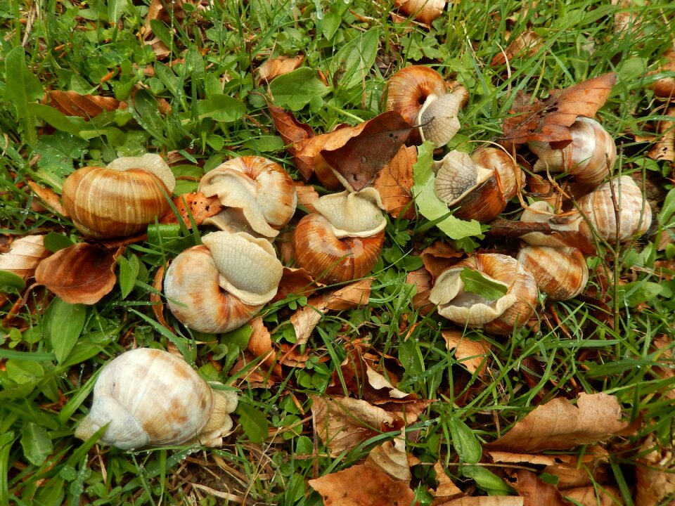 Snails animals nature