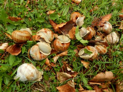 Snails animals nature