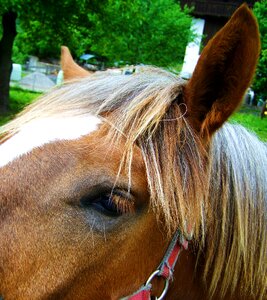 Horse ears mane animal