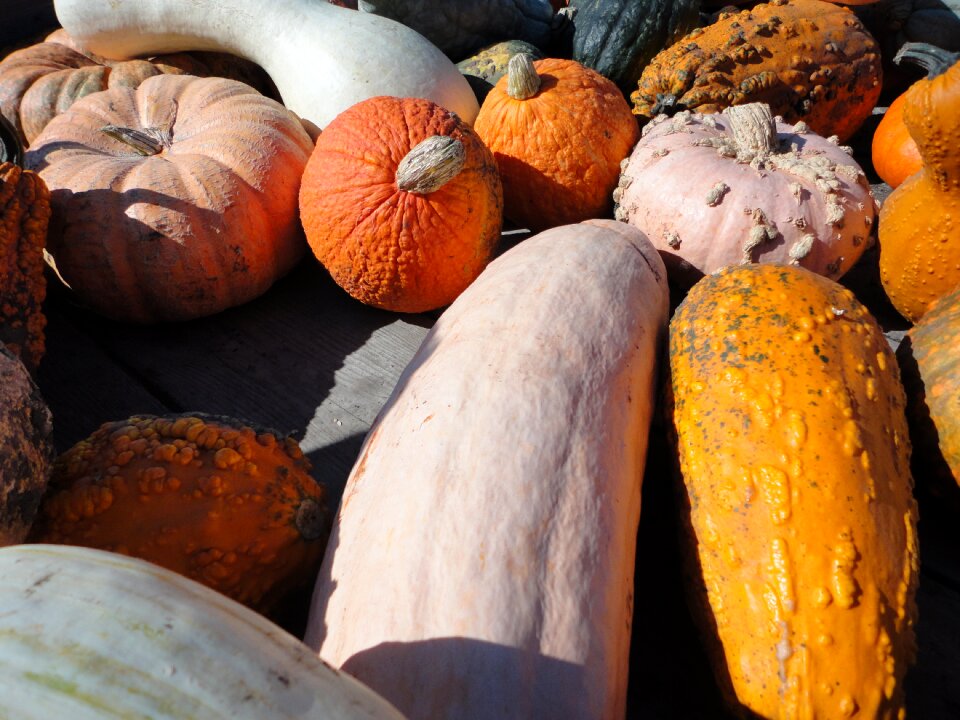Pumpkin vegetables autumn