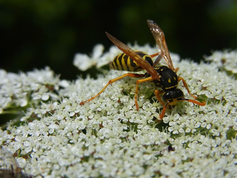 Nature animal blossom