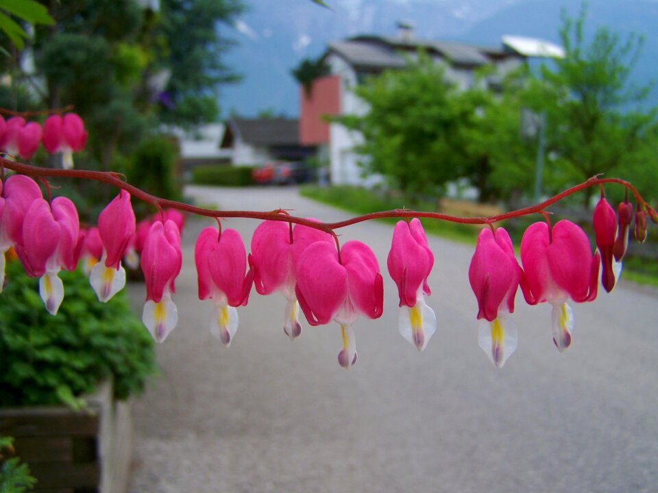 Pink flower heart garden spring flower