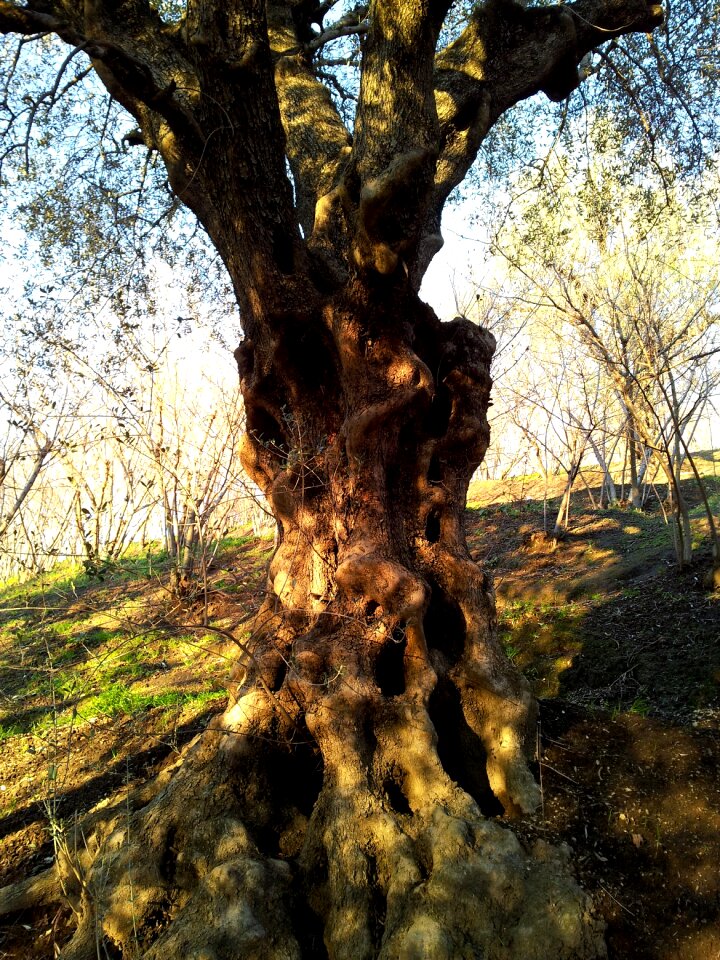 Landscape nature tree