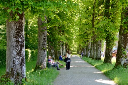 Leaf roof avenue away
