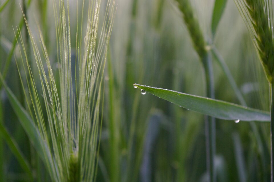 Dewdrop dew plant photo