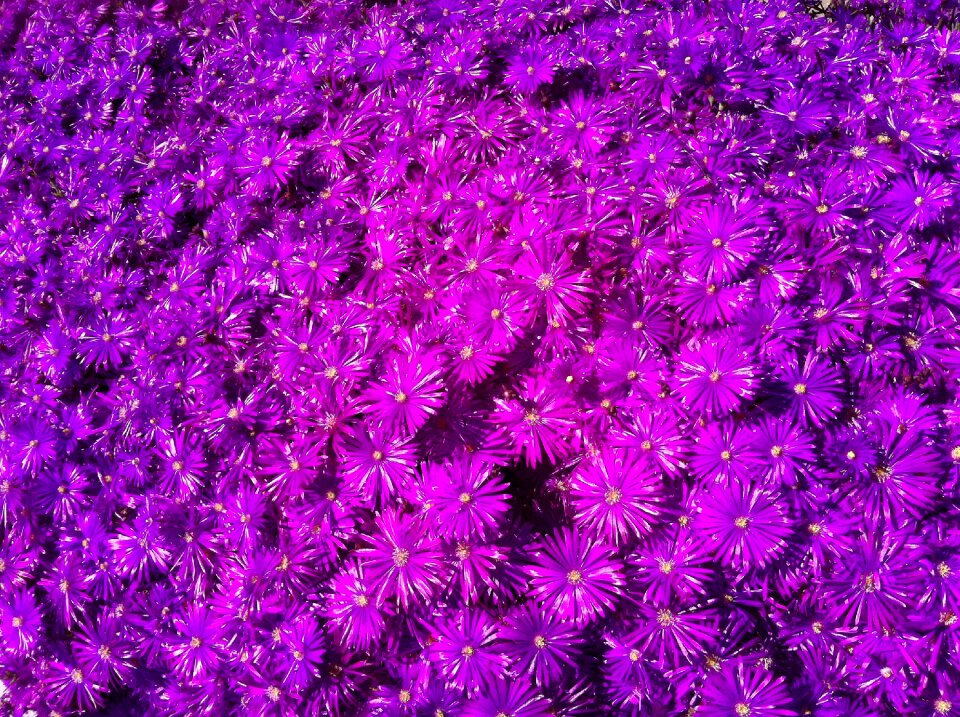 Ice plant spring
