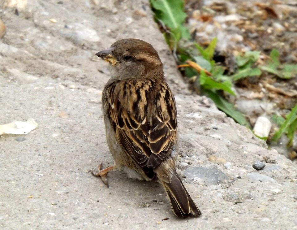 Sparrow birds gray