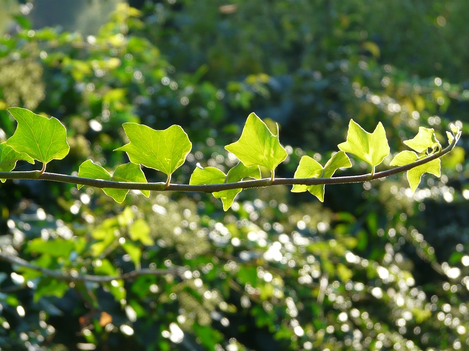 Ivy leaves leaves common ivy