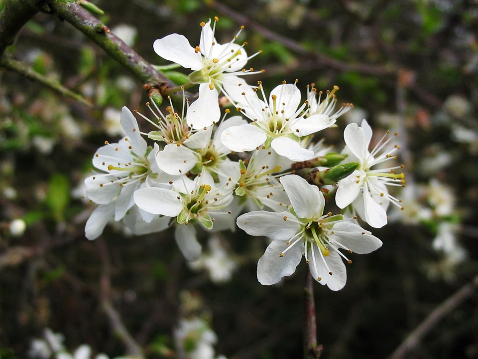 Spring garden flower