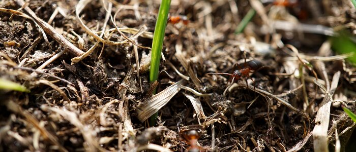 Nature meadow ants close up