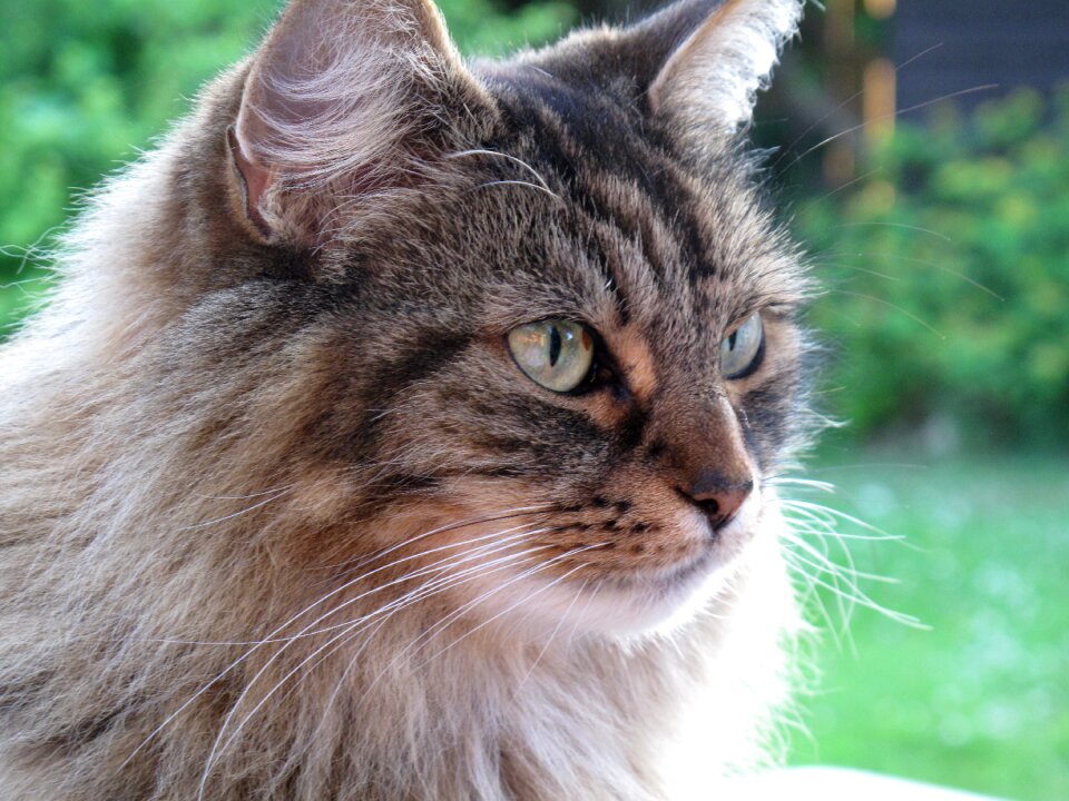 Cute domestic animal