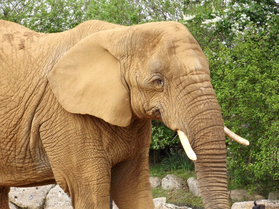 Large animal trunk
