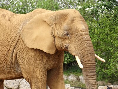 Large animal trunk photo