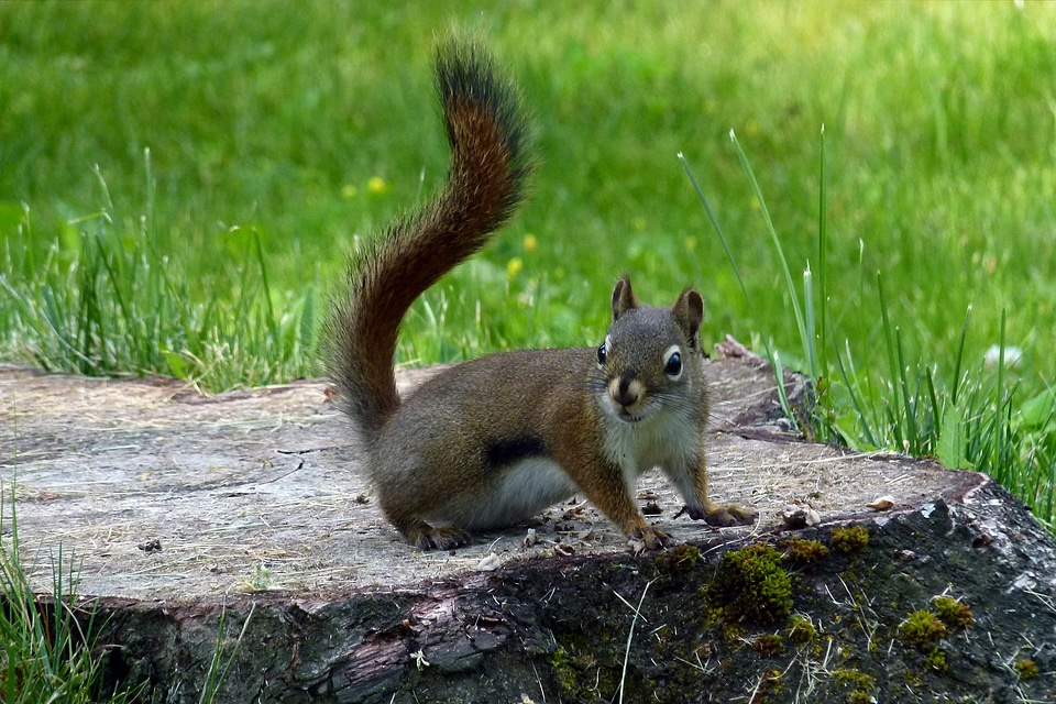 Rodent wildlife mammal