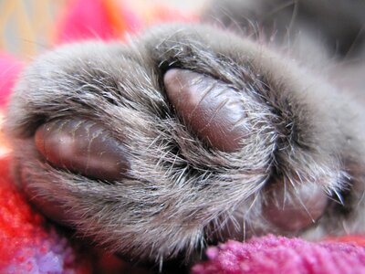 Cat's paw grey carthusian