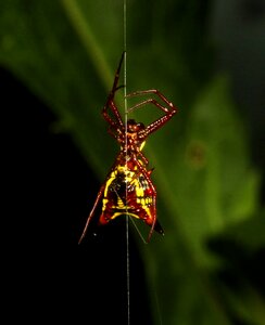 Macro arachnid spider-web