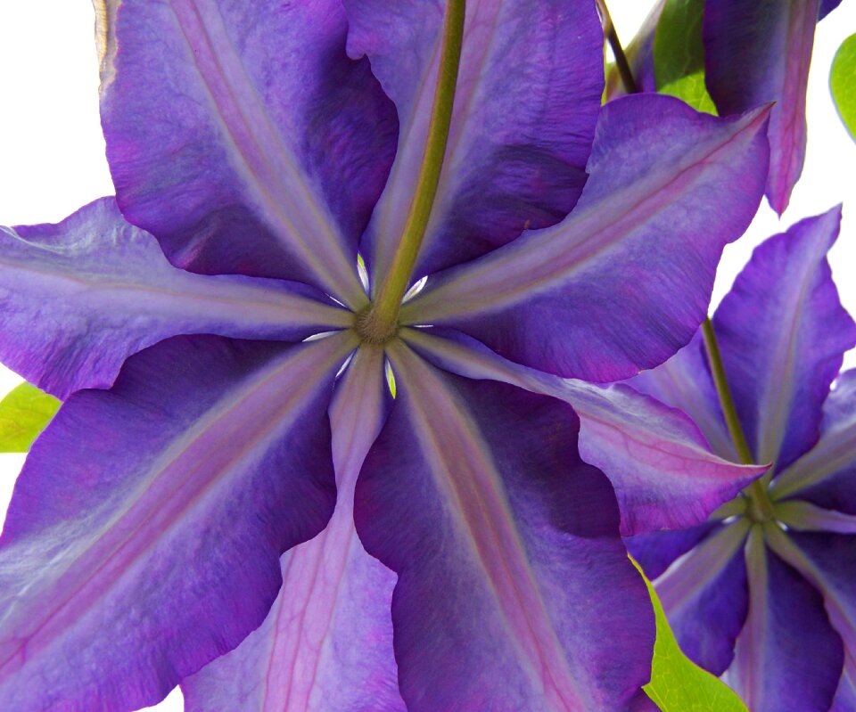 Purple clematis clematis climbing plants