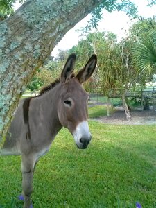 Cute grey gray