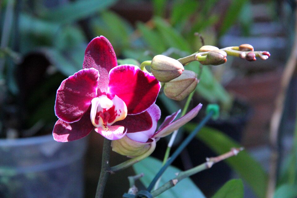 Plant flower orchid
