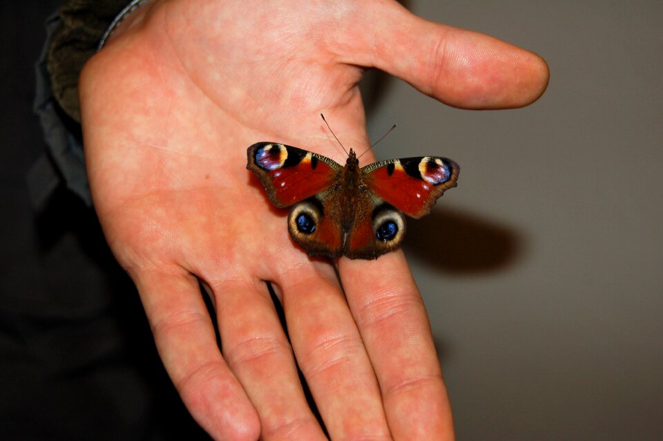 Flying insects spotted polka dots