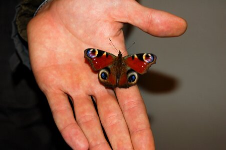 Flying insects spotted polka dots photo