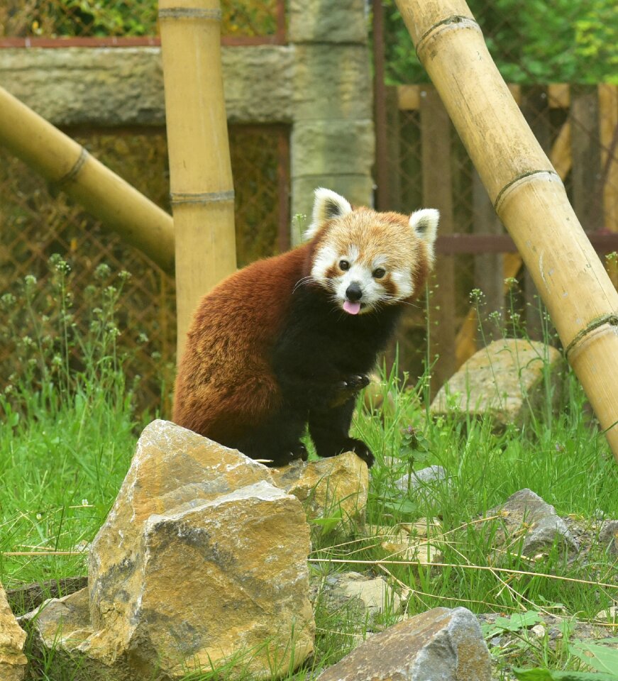 Animal world zoo mammal