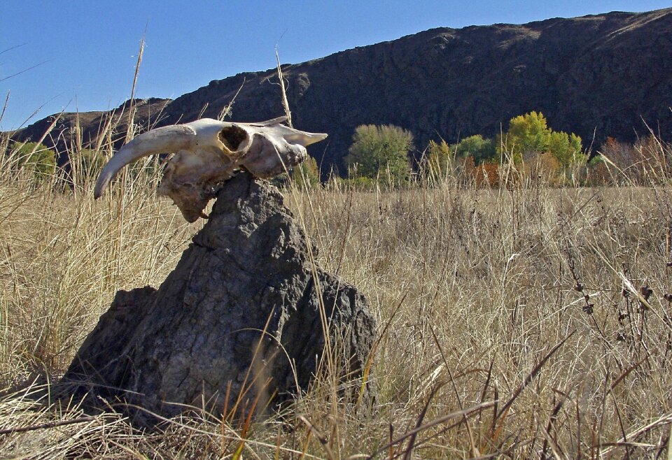 Skull steppe culture