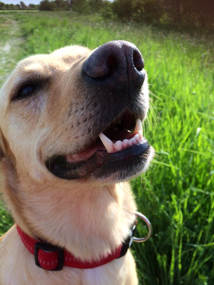 Labrador meadow dog's nose