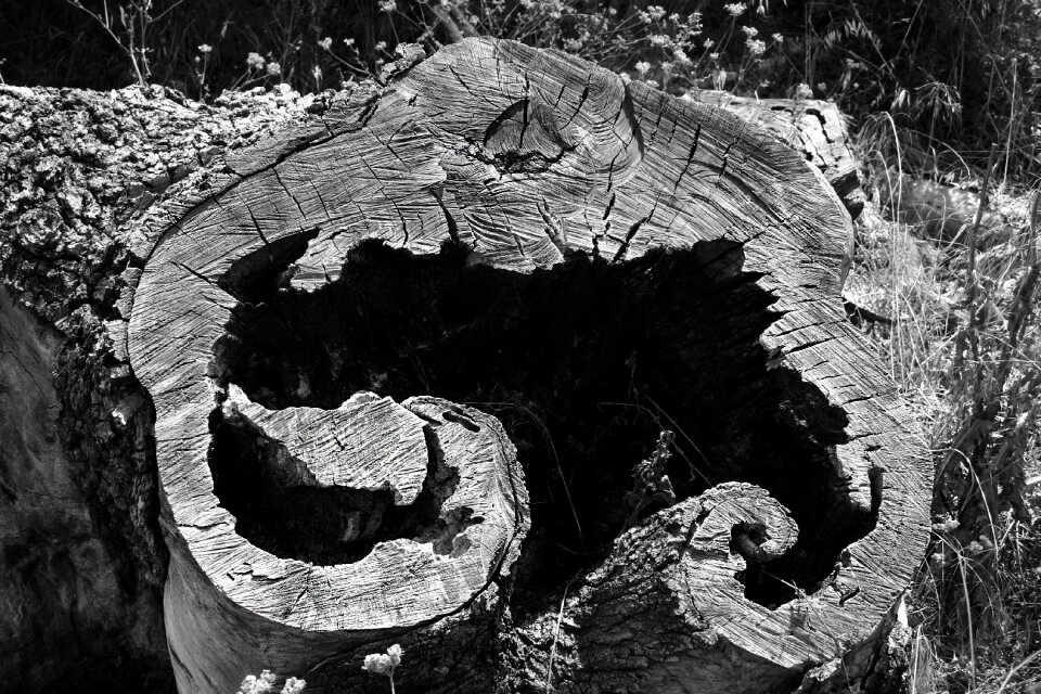 Nature wood natural