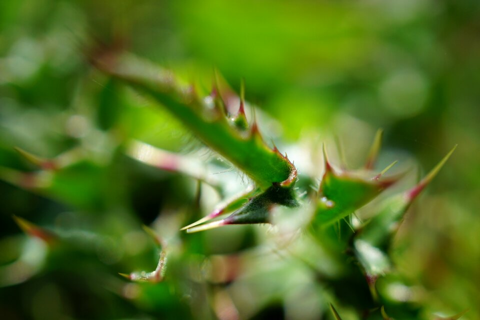 Close up spur prickly