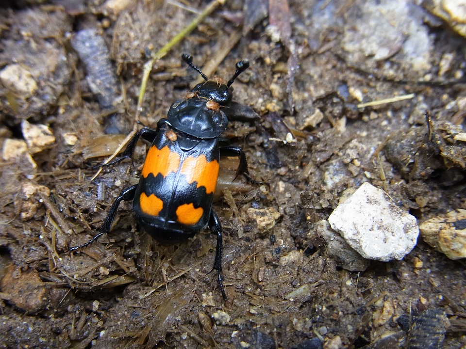 Beetle insect animal