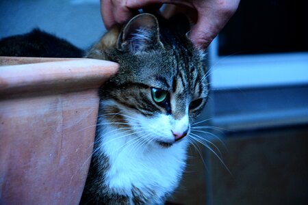 Animal whiskers cuddly